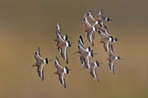 Limosa Limosa