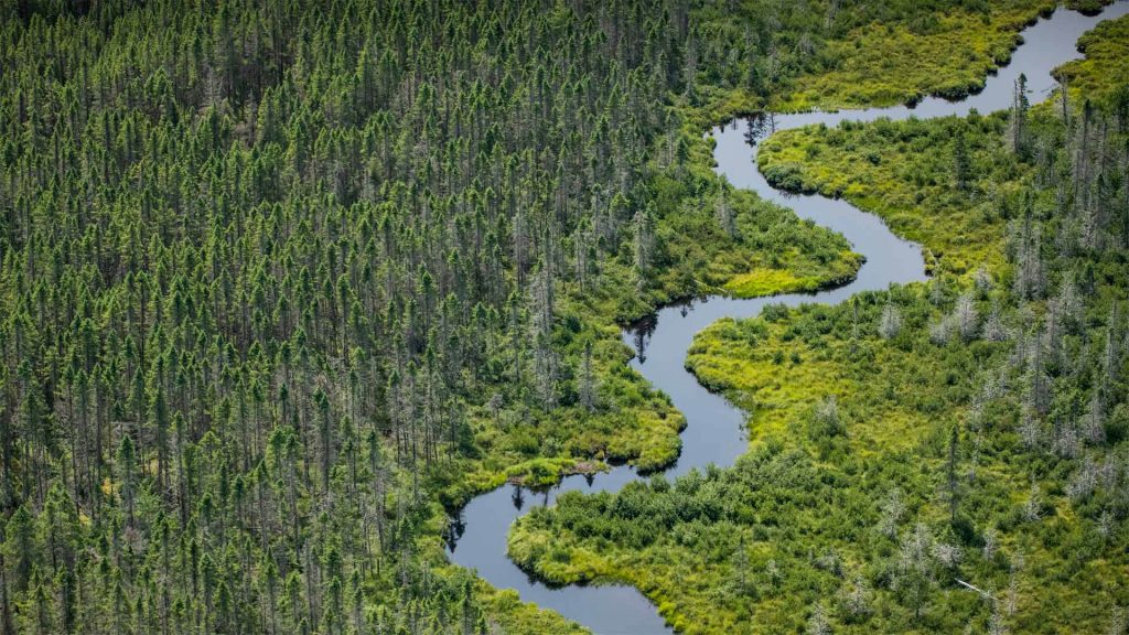 Maine Wetland