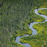 Maine Wetland