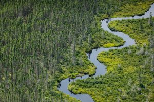 Maine Wetland