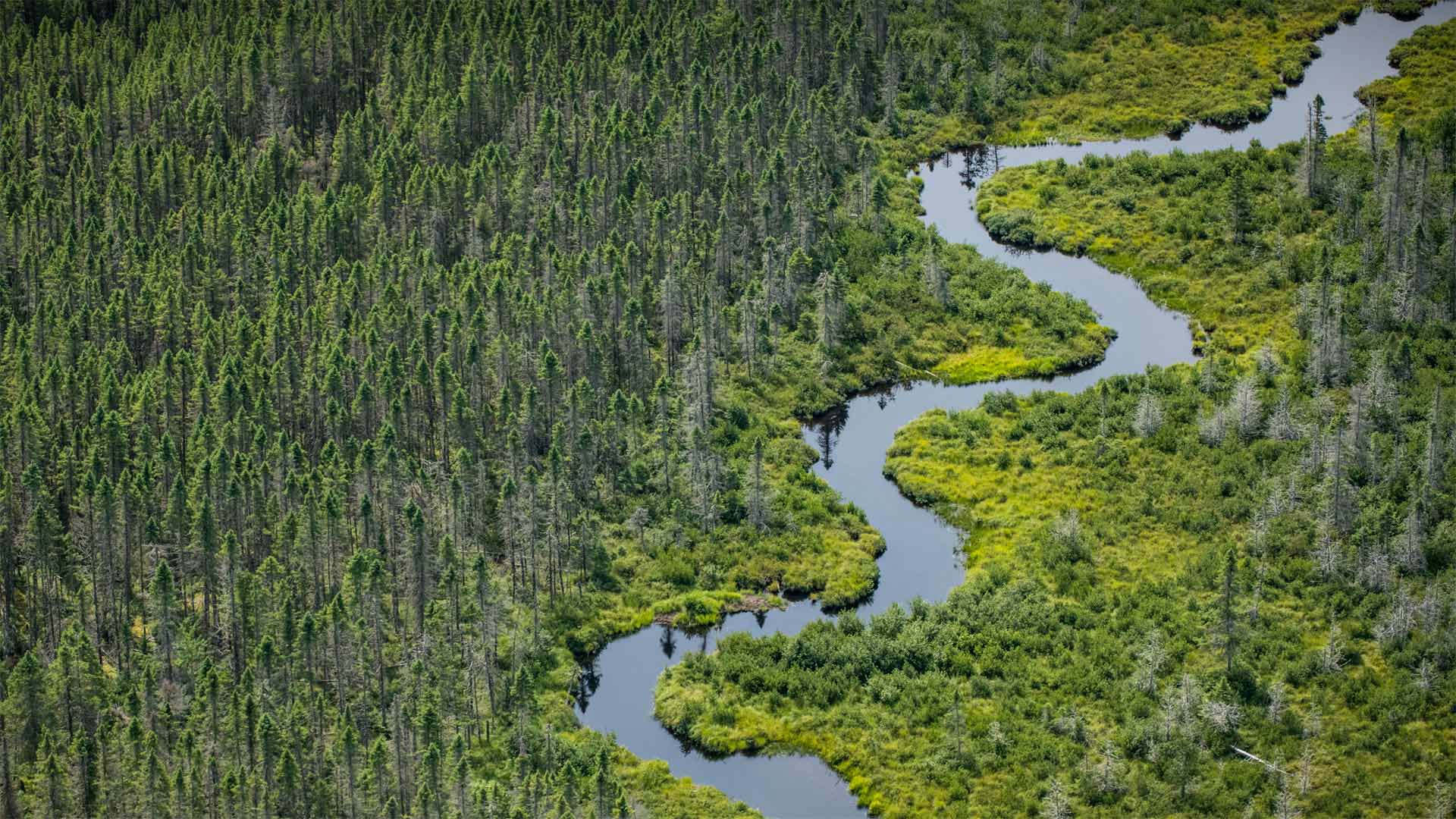 Maine Wetland