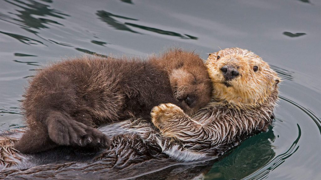 Otter Mom