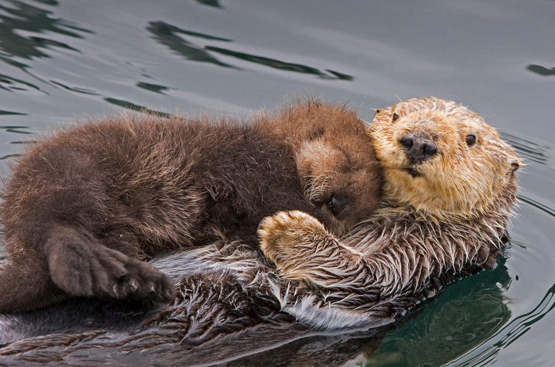 Otter Mom – Bing Wallpaper Download