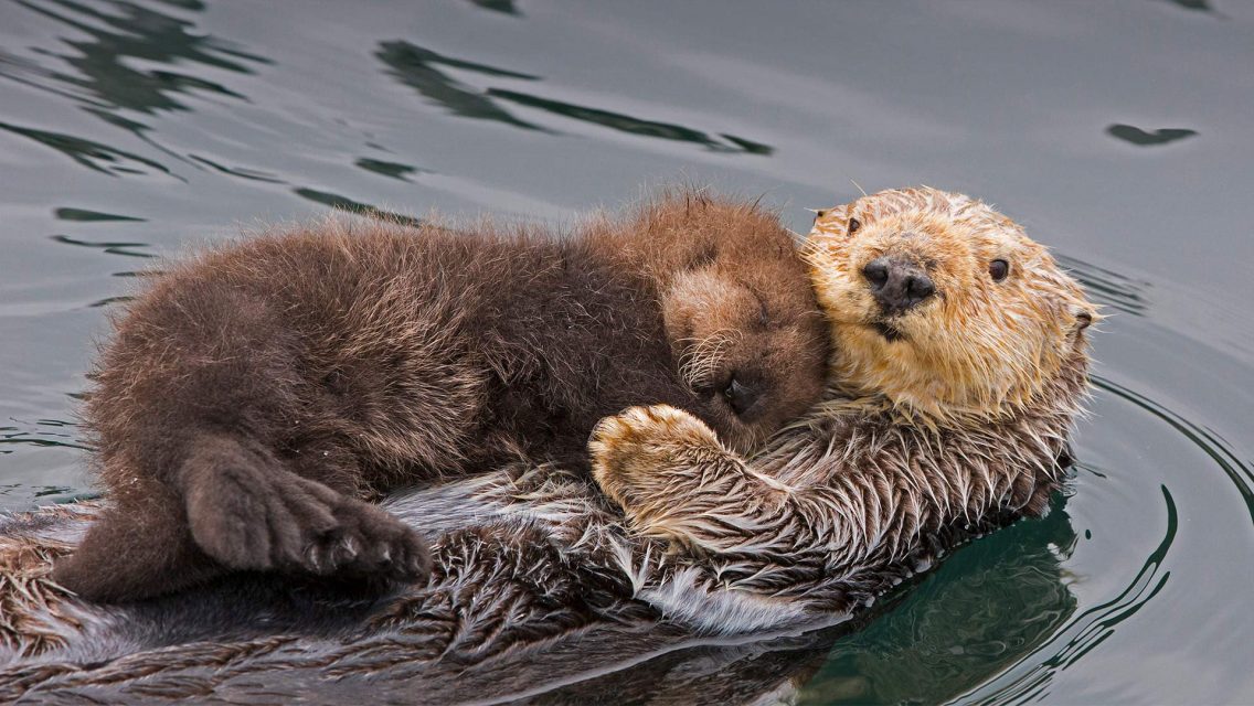 Otter Mom – Bing Wallpaper Download