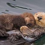 Otter Mom
