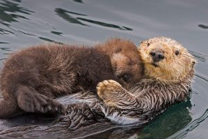 Otter Mom