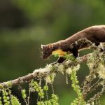 Pine Marten Larch