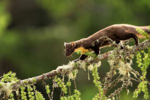 Pine Marten Larch