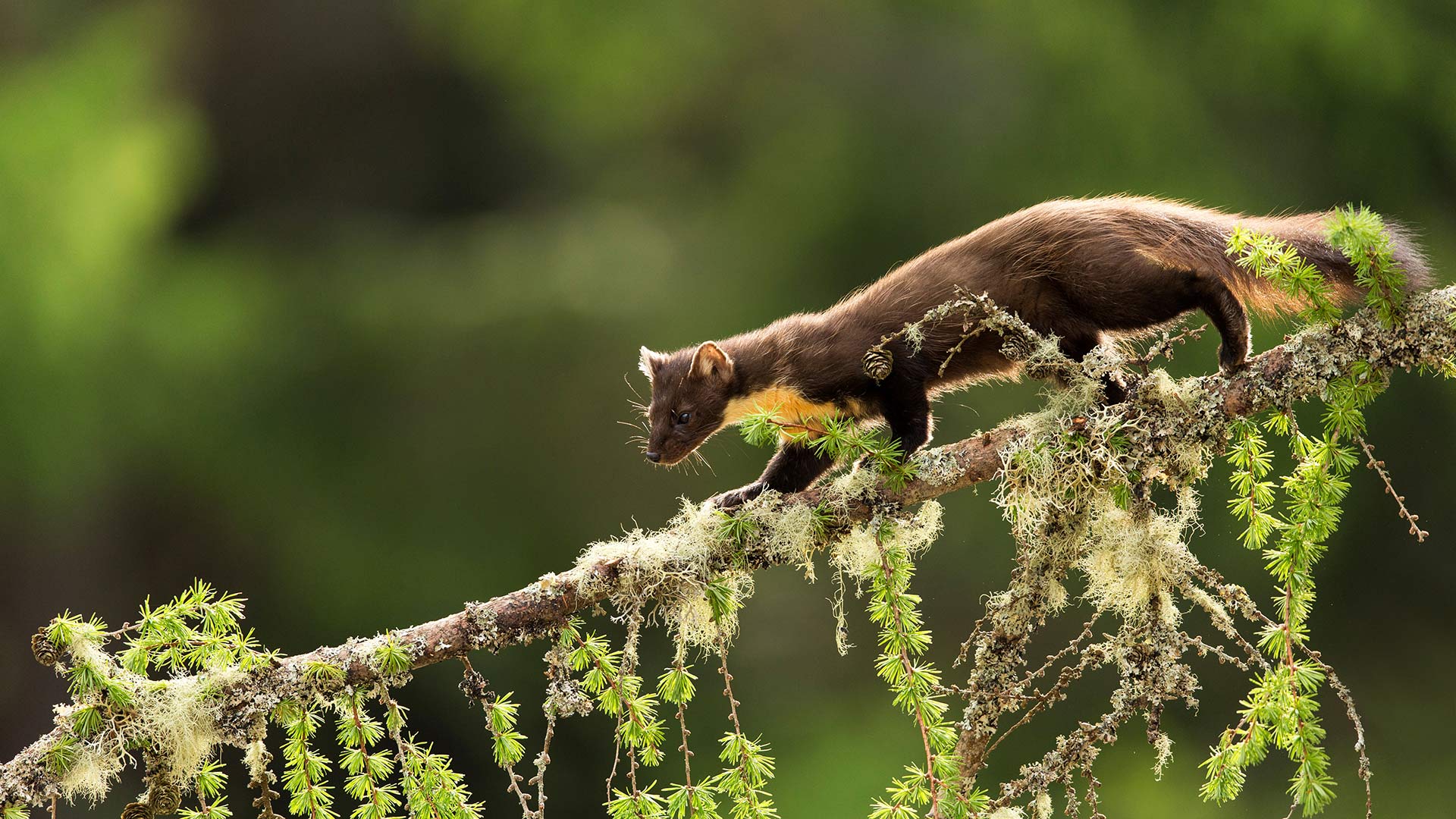 Pine Marten Larch