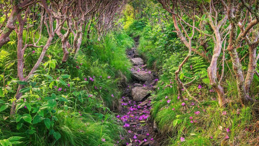 Roan Rhododendron