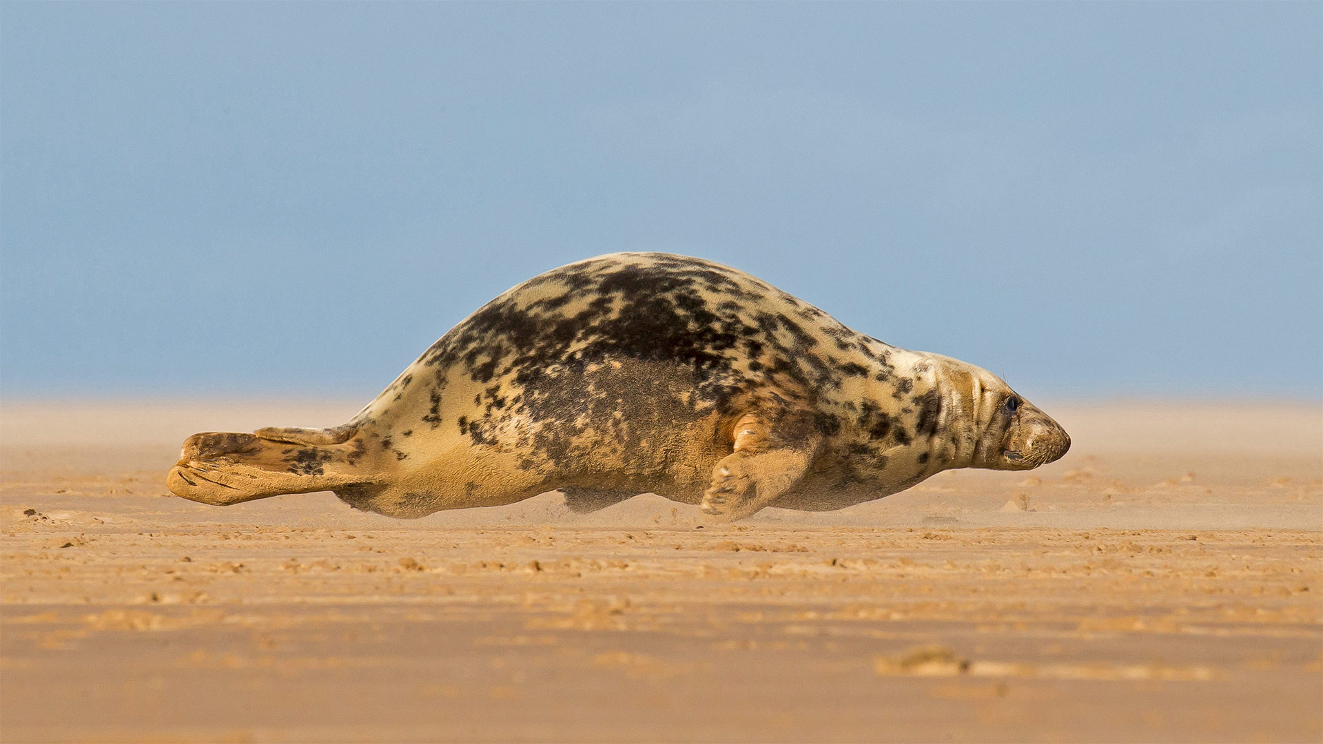 Star Wars Seal