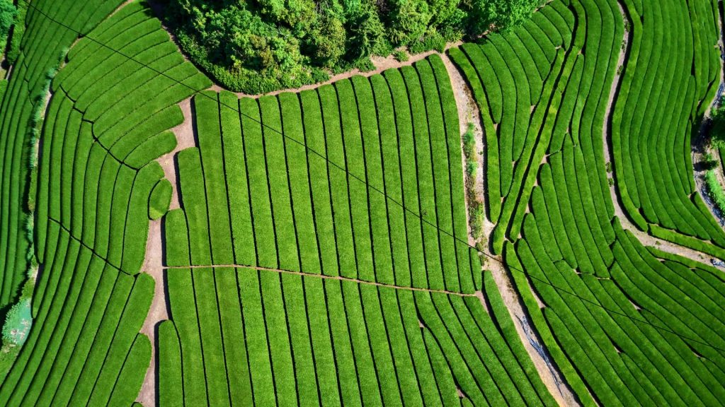 Tea Farm Uji