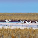 Whooping Cranes