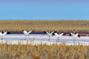 Whooping Cranes