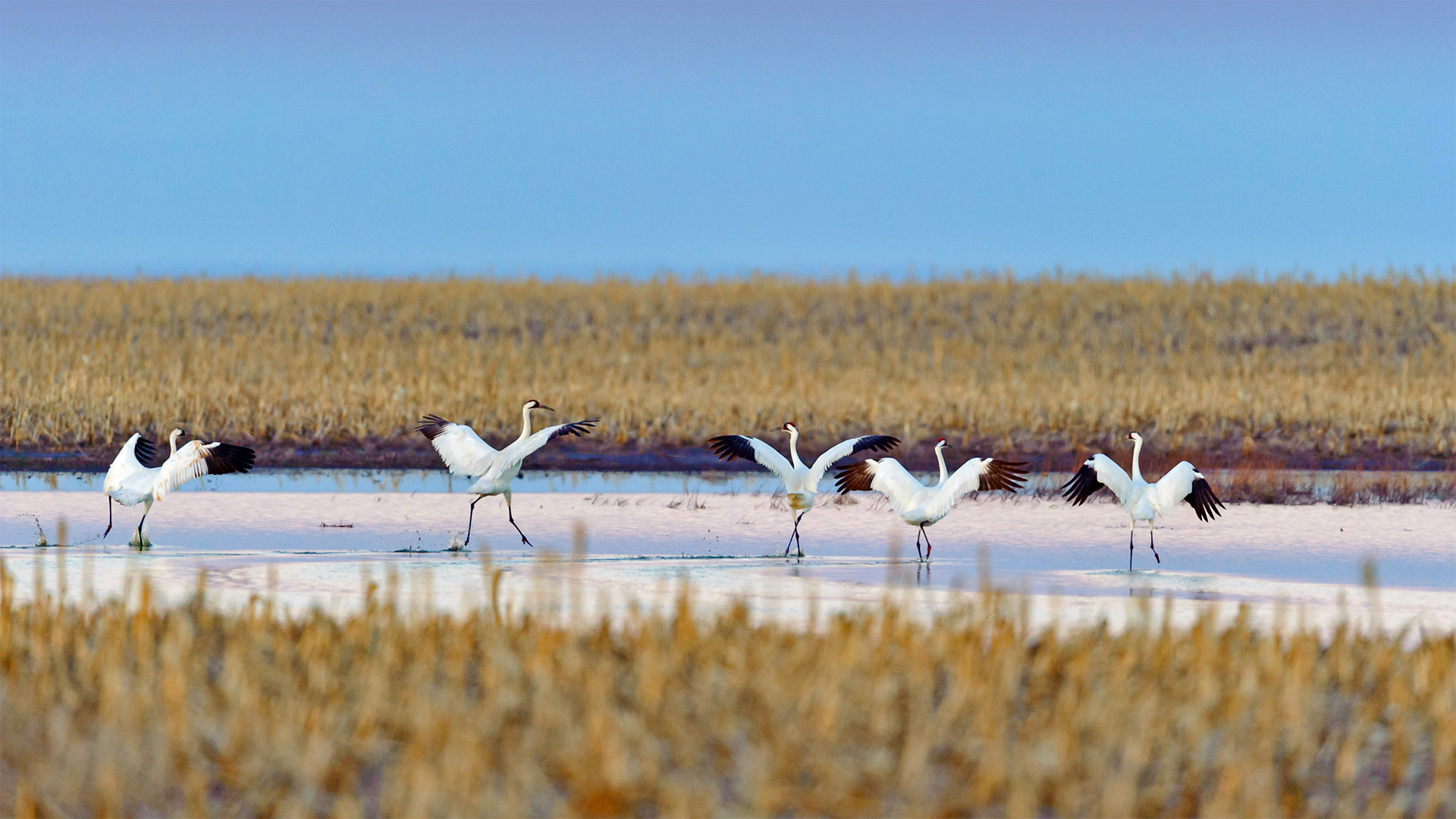 Whooping Cranes