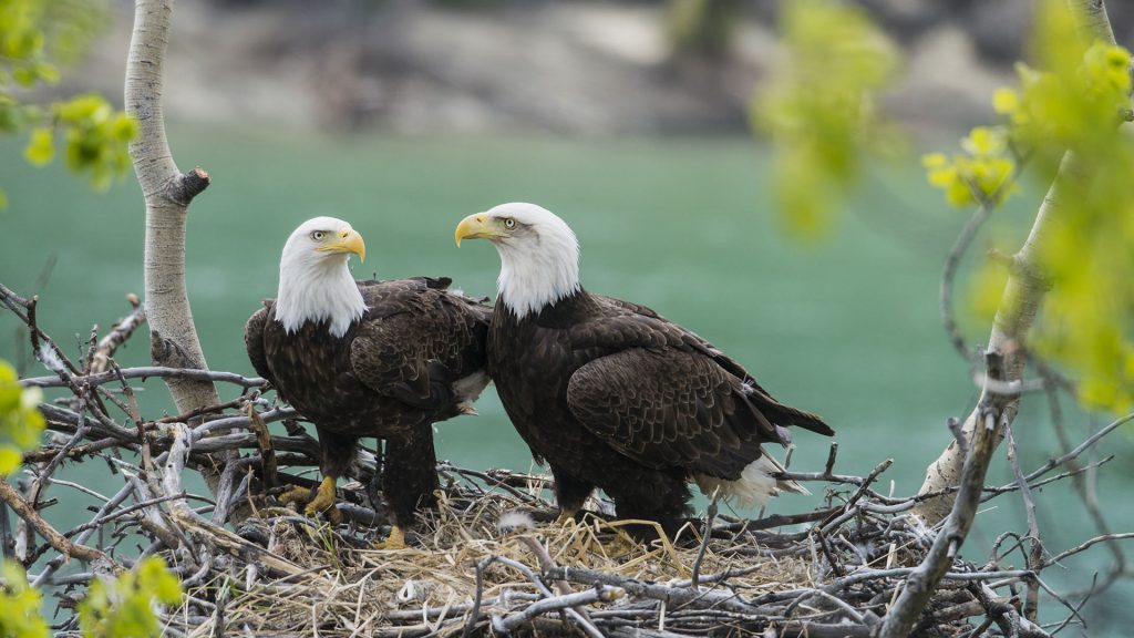 Yukon Eagles