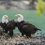 Yukon Eagles