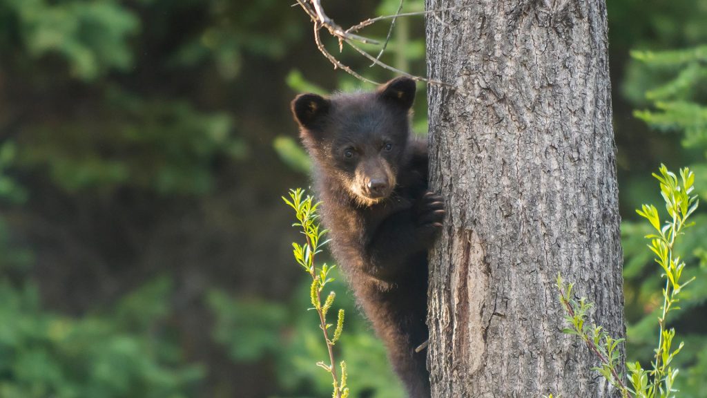 Bear Cub