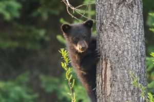 Bear Cub