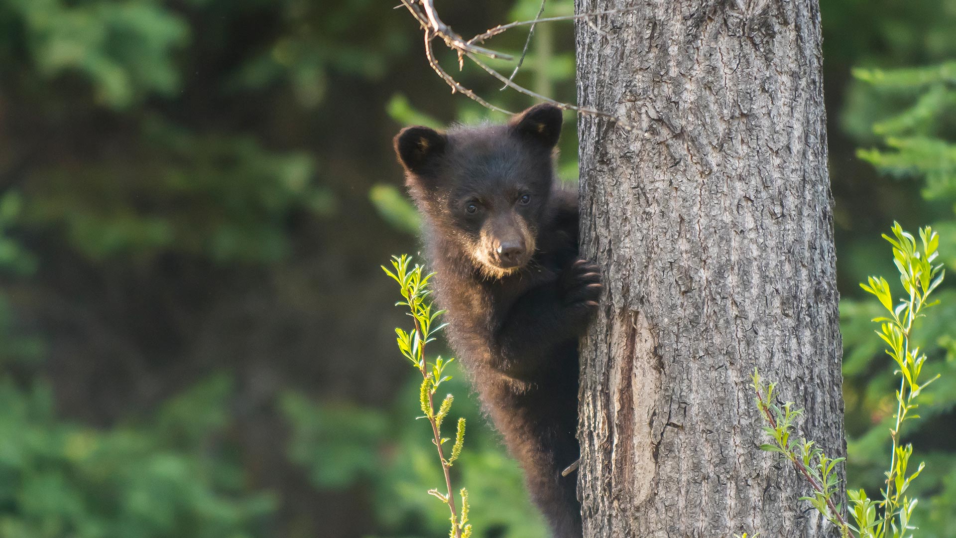 Bear Cub