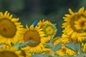 Bunting Bird