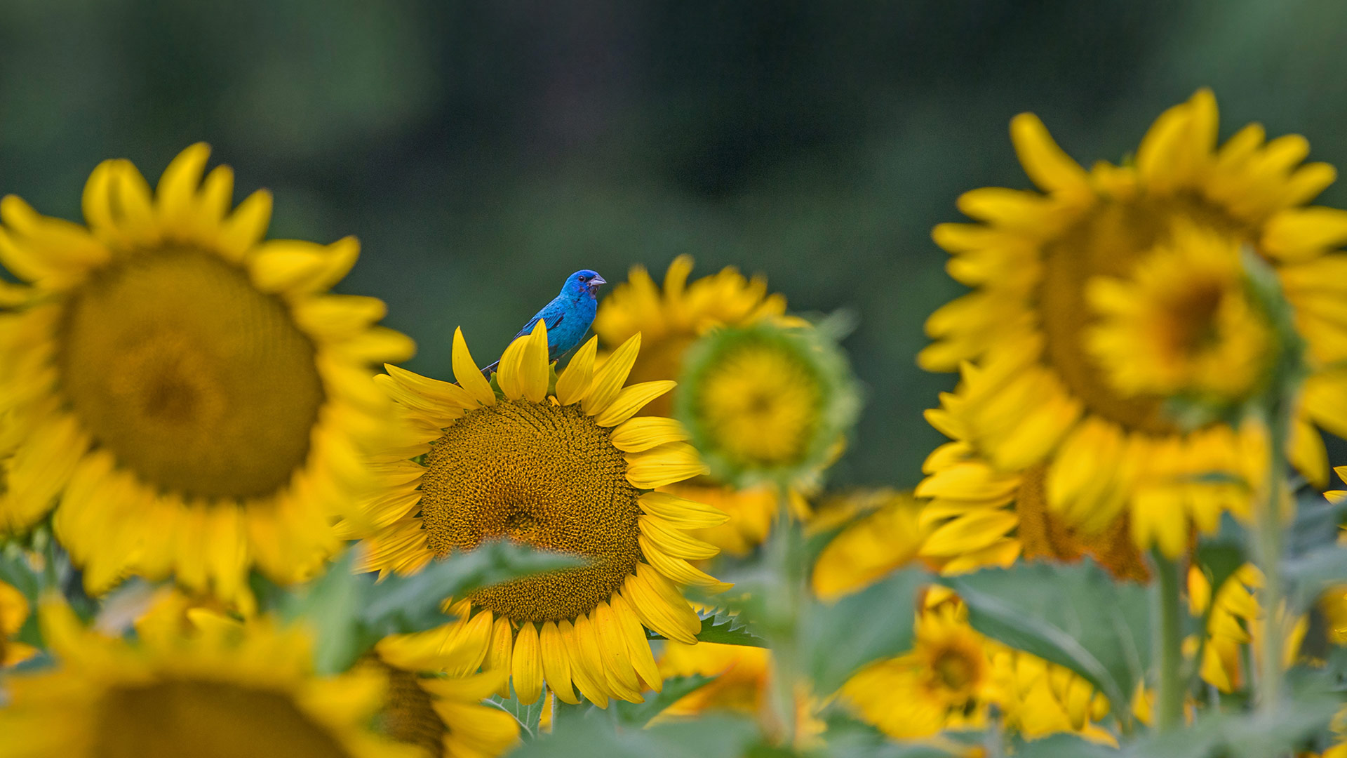 Bunting Bird