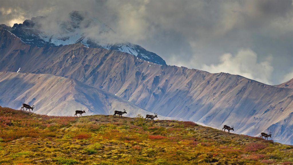 Denali Caribou