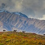 Denali Caribou