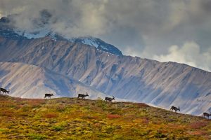 Denali Caribou