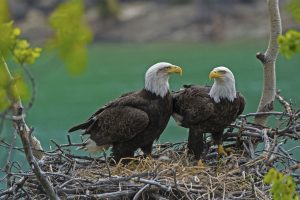 Father Eagle