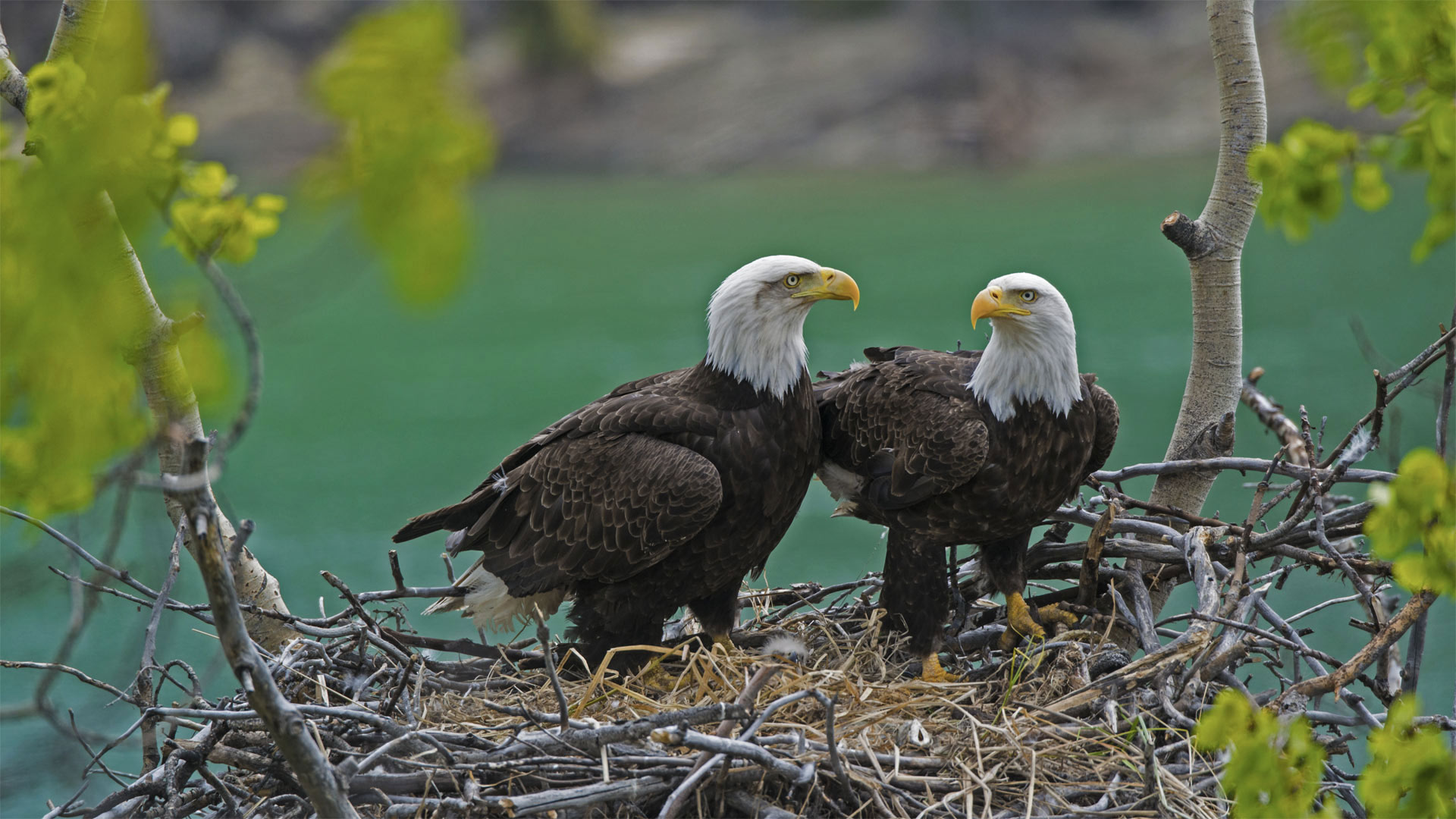 Father Eagle