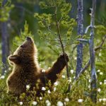Finland Brown Bear