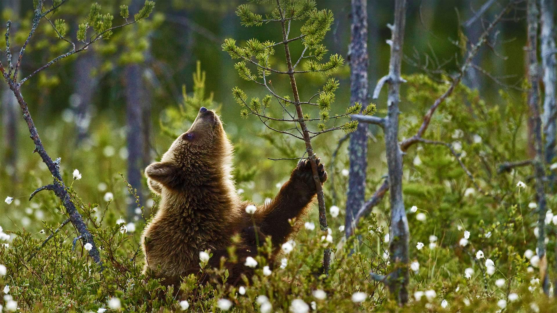 Finland Brown Bear