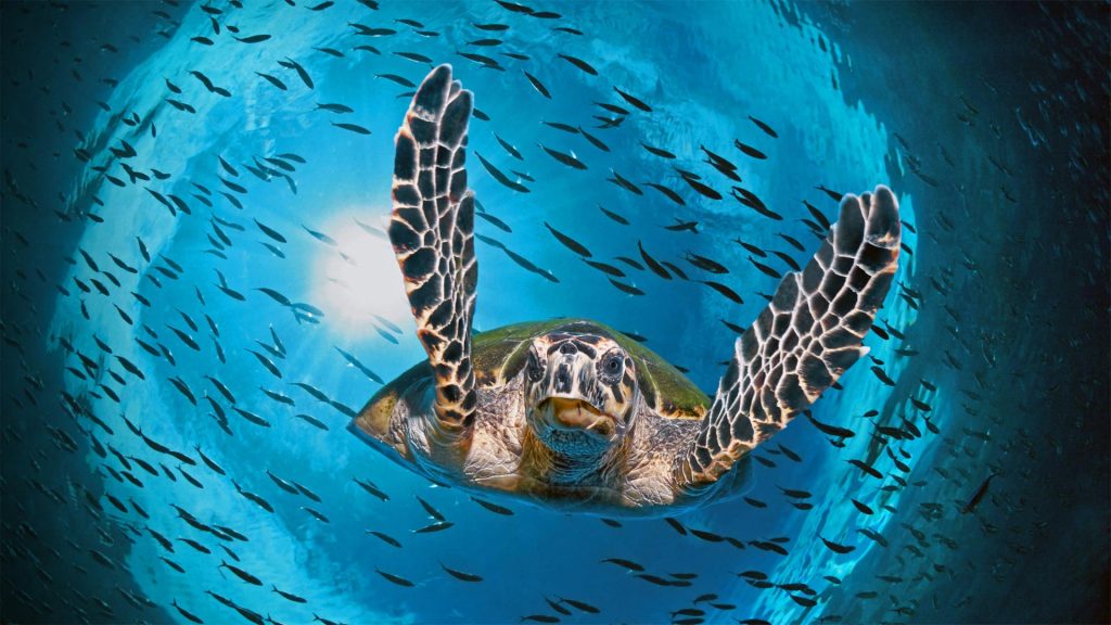 GBR Turtle