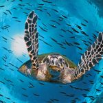 GBR Turtle