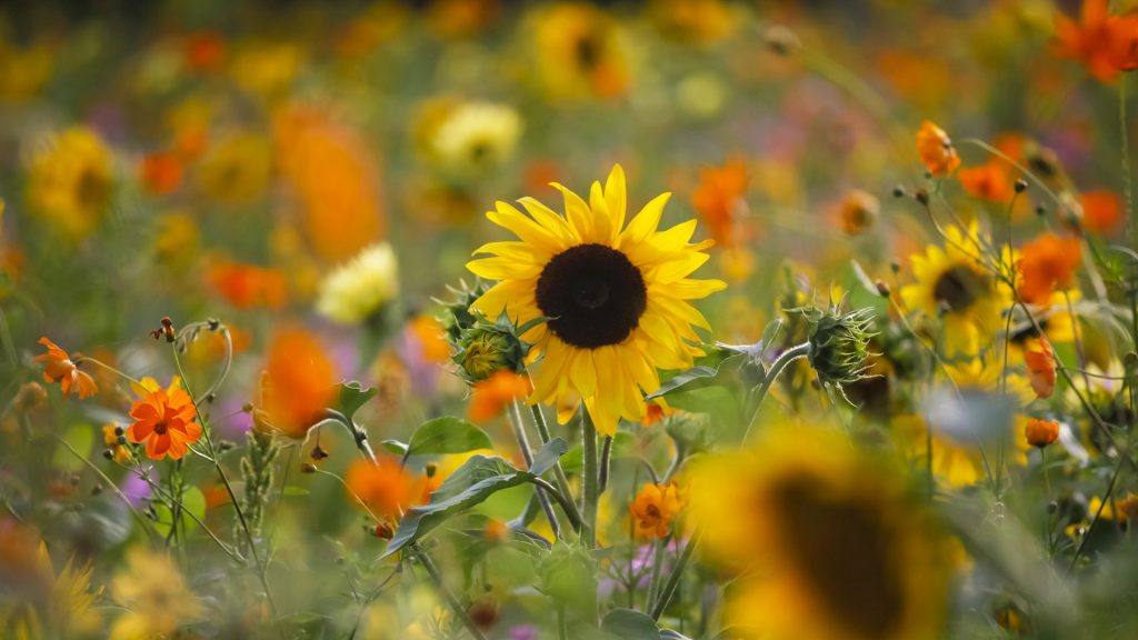 Gartentag Sonnenblume