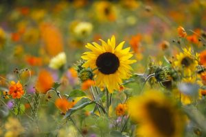 Gartentag Sonnenblume