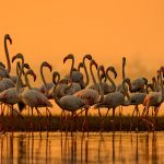 Greater Flamingos India