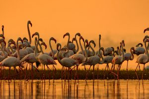 Greater Flamingos India