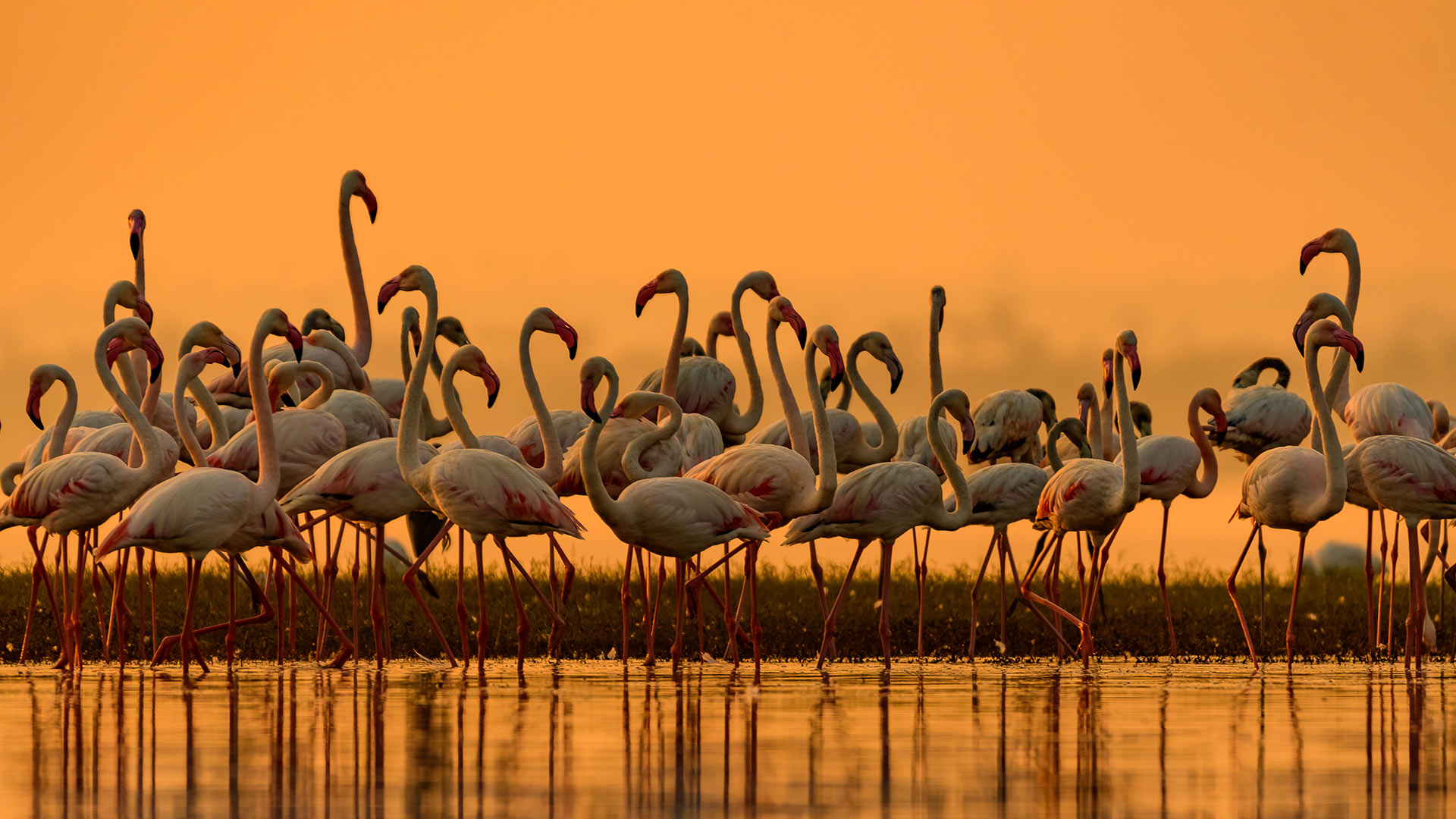 Greater Flamingos India