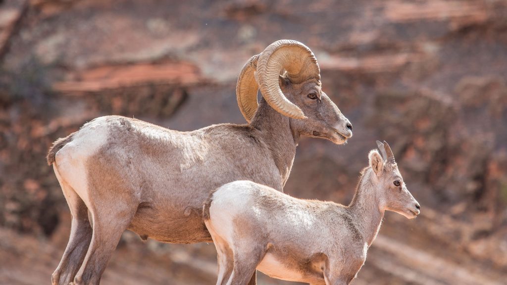 Ibex Utah