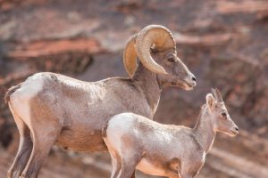 Ibex Utah