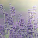 Lavender Blooms