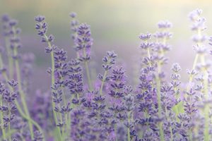 Lavender Blooms