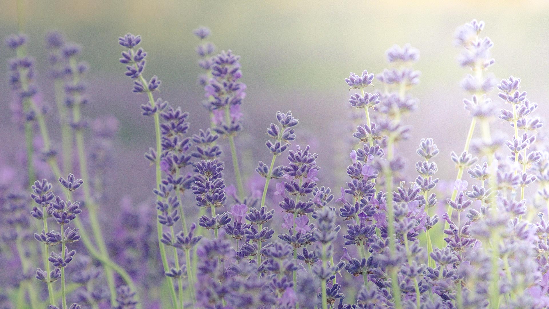 Lavender Blooms