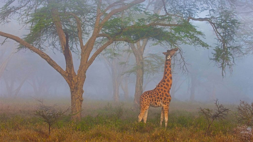 Rothschild Giraffe