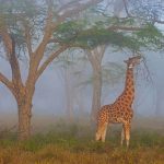 Rothschild Giraffe