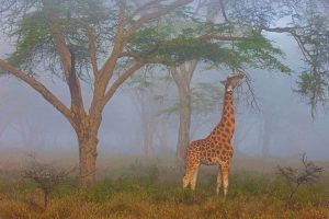 Rothschild Giraffe