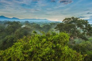 Toucan Rainforest