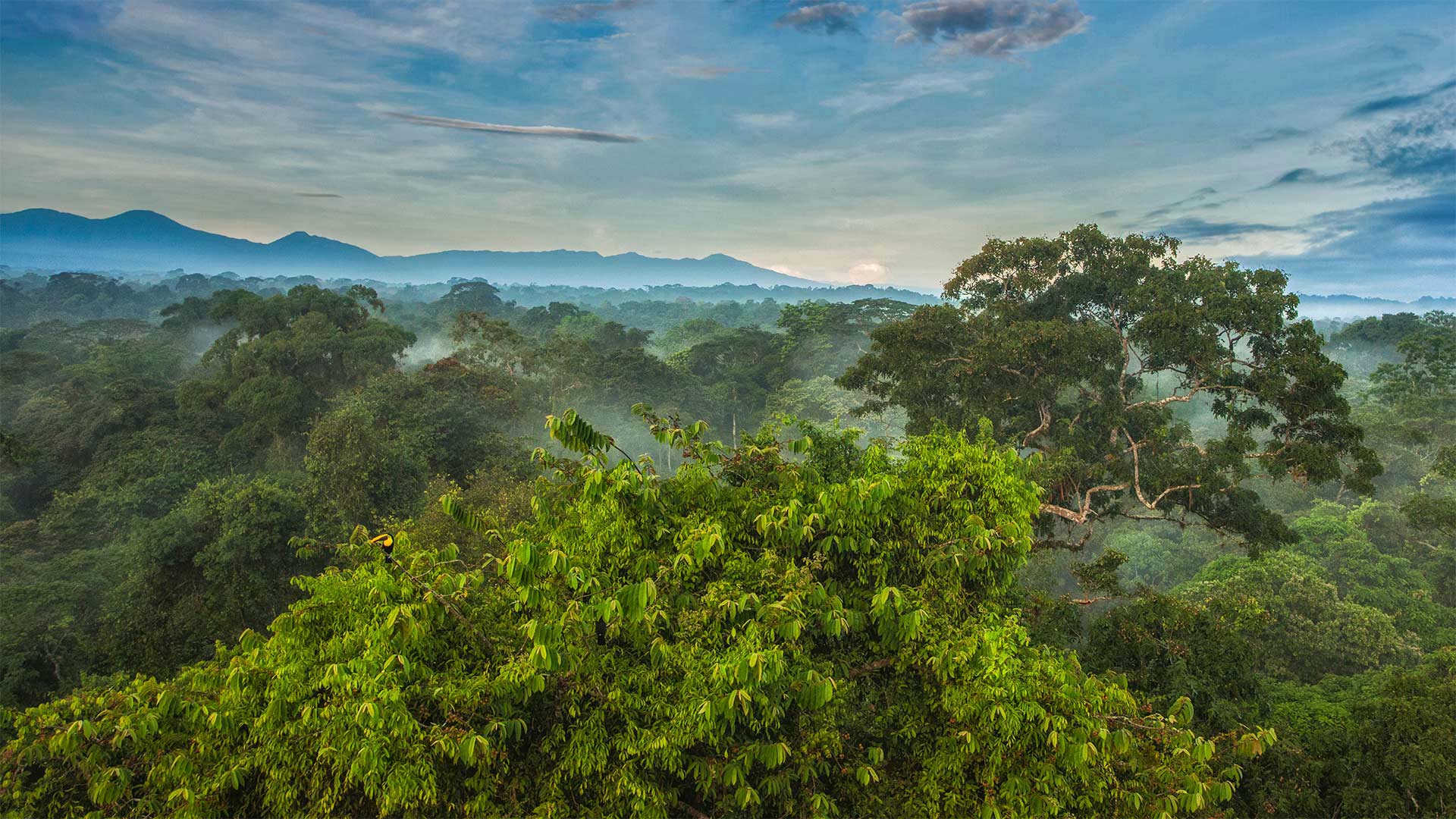 Toucan Rainforest